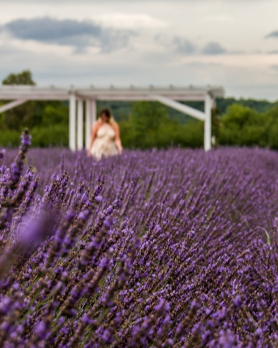 Oradea Lavender Fields